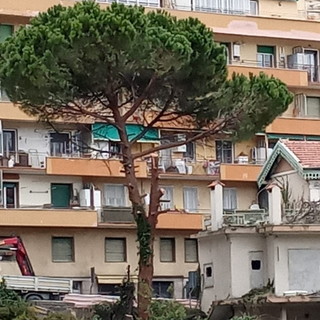 Sanremo: abbattuto albero di alto fusto in via Martiri, il comitato PAT chiede lumi al Comune