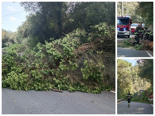Dolceacqua, albero cade sulla strada: intervengono i vigili del fuoco (Foto) Dolceacqua, albero cade sulla strada: intervengono i vigili del fuoco (Foto)
