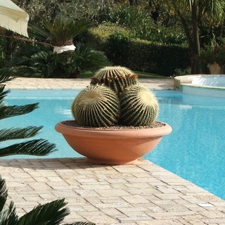 Realizza un'oasi verde ricca di colori con cactus e succulente con AG Sanremo, azienda storica della riviera dei fiori Realizza un'oasi verde ricca di colori con cactus e succulente con AG Sanremo, azienda storica della riviera dei fiori