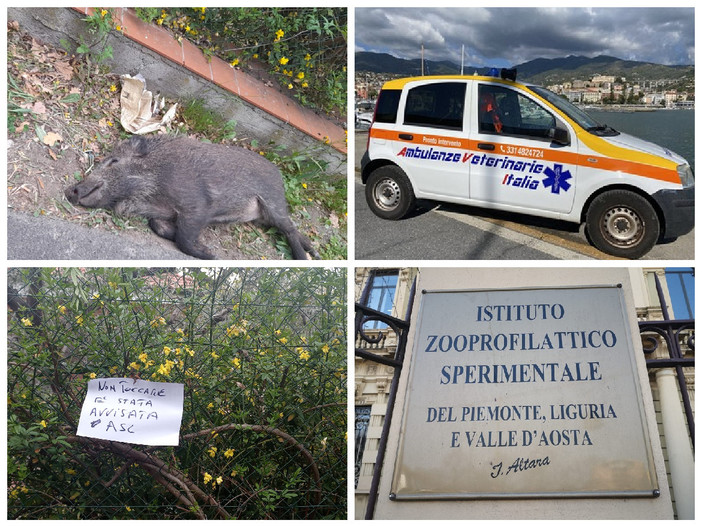 Imperia, non è morta di peste suina la cinghialessa ritrovata in strada Ciosa la scorsa settimana: lo certificano le analisi dell’Istituto zooprofilattico di Torino Imperia, non è morta di peste suina la cinghialessa ritrovata in strada Ciosa la scorsa settimana: lo certificano le analisi dell’Istituto zooprofilattico di Torino