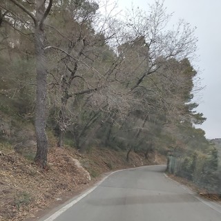 San Bartolomeo al Mare, alberi caduti sulla strada a Chiappa: riaperta la carreggiata