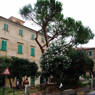 Dolcedo: no all'abbattimento del pino, la protesta corre su Facebook