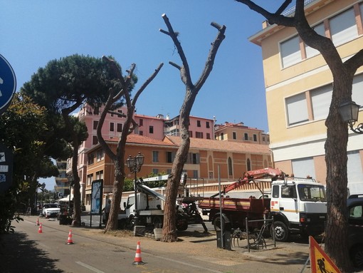 Sanremo, potatura degli alberi in via Bixio, lo sconcerto del comitato P.A.T.