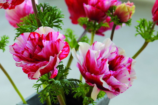 Nel weekend appuntamento con 'Porte Aperte' alla 'Biancheri Creations'