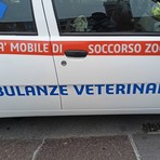 Rocchetta Nervina, Ambulanze Veterinarie Odv salva un cucciolo di capriolo Rocchetta Nervina, Ambulanze Veterinarie Odv salva un cucciolo di capriolo