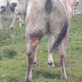 Pigna: sui Grai, branco di lupi attacca una grossa mucca? La famiglia Anfosso "E' un segnale. C'è il rischio per l'uomo" Pigna: sui Grai, branco di lupi attacca una grossa mucca? La famiglia Anfosso "E' un segnale. C'è il rischio per l'uomo"