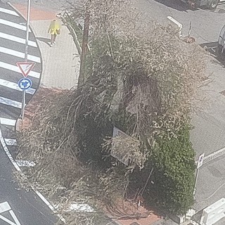Ventimiglia, forte vento: rami si spezzano e cadono sul marciapiede (Foto)
