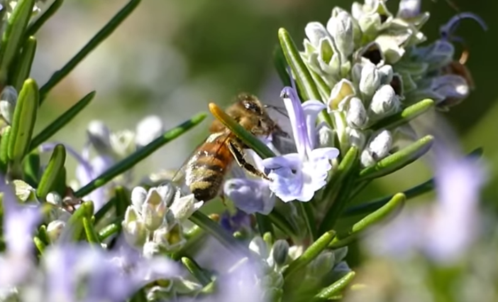 Cervo: nonostante l'inverno le api in un giardino, il video di un lettore
