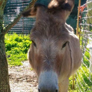 Cervo: domenica all'asineria del Ciapà per festeggiare la giornata internazionale della terza età