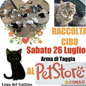 Domani al Pet Store di Arma di Taggia raccolta cibo per i gatti e gattini randagi Domani al Pet Store di Arma di Taggia raccolta cibo per i gatti e gattini randagi