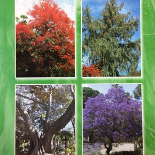 Bordighera: a Floramondadori, presentazione libro 'Alberi rari e monumentali della Riviera dei Fiori'