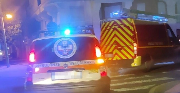 Intervento oltreconfine, cane investito in Francia salvato da Ambulanze Veterinarie Odv