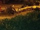Taggia: forti raffiche di vento ad Arma, grosso esemplare di eucalipto si abbatte nel parco giochi chiuso per manutenzione