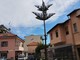 Sanremo, "giovane araucaria in via Lamarmora 'amputata'": la segnalazione Sanremo, "giovane araucaria in via Lamarmora 'amputata'": la segnalazione