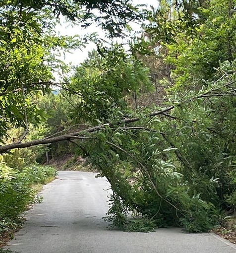 Sanremo, albero si spezza e cade in mezzo alla strada:intervento dei vigili del fuoco