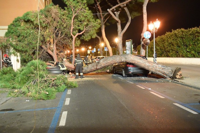 Sanremo: cade albero in via Nino Bixio e distrugge alcune auto posteggiate (foto) Sanremo: cade albero in via Nino Bixio e distrugge alcune auto posteggiate (foto)