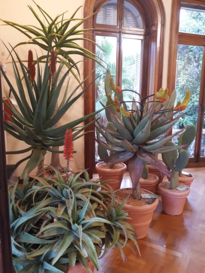 Crea il tuo giardino con le piante grasse nei colori della primavera: con AG Sanremo un'immersione nel mondo dei cactus e delle succulente