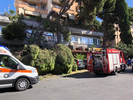 Albero si spezza e travolge diverse auto a Imperia, donna colta da malore (foto e video) Albero si spezza e travolge diverse auto a Imperia, donna colta da malore (foto e video)