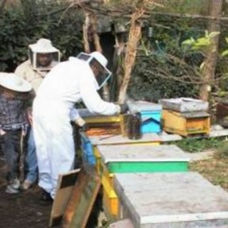 Primavera instabile, da levante a ponente l'apicoltura ligure in ginocchio
