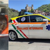 Soccorso animali, Ambulanze Veterinarie Odv: "Siamo a corto di volontari, dovremo interrompere alcuni servizi" (Foto) Soccorso animali, Ambulanze Veterinarie Odv: "Siamo a corto di volontari, dovremo interrompere alcuni servizi" (Foto)