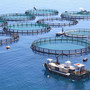 Pesca e acquacoltura, via libera al Bando per coprire gli extracosti delle imprese per tensioni in Medioriente