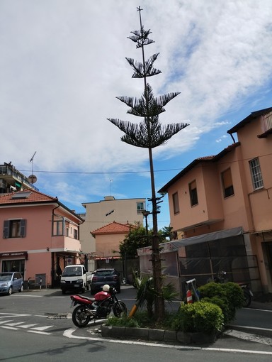 Sanremo, "giovane araucaria in via Lamarmora 'amputata'": la segnalazione