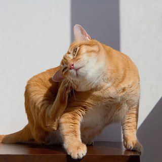 Antiparasitari per gatti: guida completa alla prevenzione