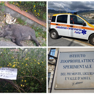 Imperia, non è morta di peste suina la cinghialessa ritrovata in strada Ciosa la scorsa settimana: lo certificano le analisi dell’Istituto zooprofilattico di Torino