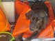 Emergenza veterinaria nell'Imperiese: animali a rischio nei weekend, associazioni all'attacco Emergenza veterinaria nell'Imperiese: animali a rischio nei weekend, associazioni all'attacco