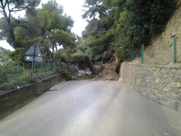 Immagine di repertorio di albero caduto in via Conca Verde durante l'ultima ondata di maltempo