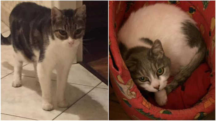 Sanremo: si cerca una nuova casa per due gatte, l'anziana padrona non si può più prendere cura di loro