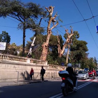 Sanremo: abbattimento di un pino, interviene il PAT "Perchè non si segnalano anche i numerosi abusi sul taglio alberi" Sanremo: abbattimento di un pino, interviene il PAT "Perchè non si segnalano anche i numerosi abusi sul taglio alberi"