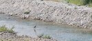Ventimiglia, giovane airone cenerino avvistato nel fiume Roia (Foto)
