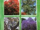 Bordighera: a Floramondadori, presentazione libro 'Alberi rari e monumentali della Riviera dei Fiori' Bordighera: a Floramondadori, presentazione libro 'Alberi rari e monumentali della Riviera dei Fiori'
