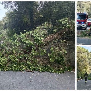 Dolceacqua, albero cade sulla strada: intervengono i vigili del fuoco (Foto) Dolceacqua, albero cade sulla strada: intervengono i vigili del fuoco (Foto)