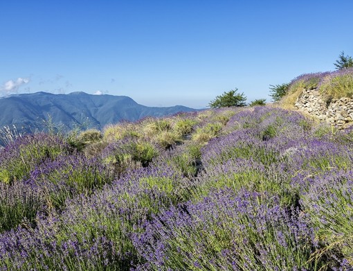 Il Comune di Badalucco entra nel Progetto Lavanda della Riviera dei Fiori Il Comune di Badalucco entra nel Progetto Lavanda della Riviera dei Fiori