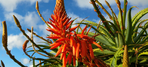 Aloe Arborescens: i segreti di un succo che migliora la qualità della vita