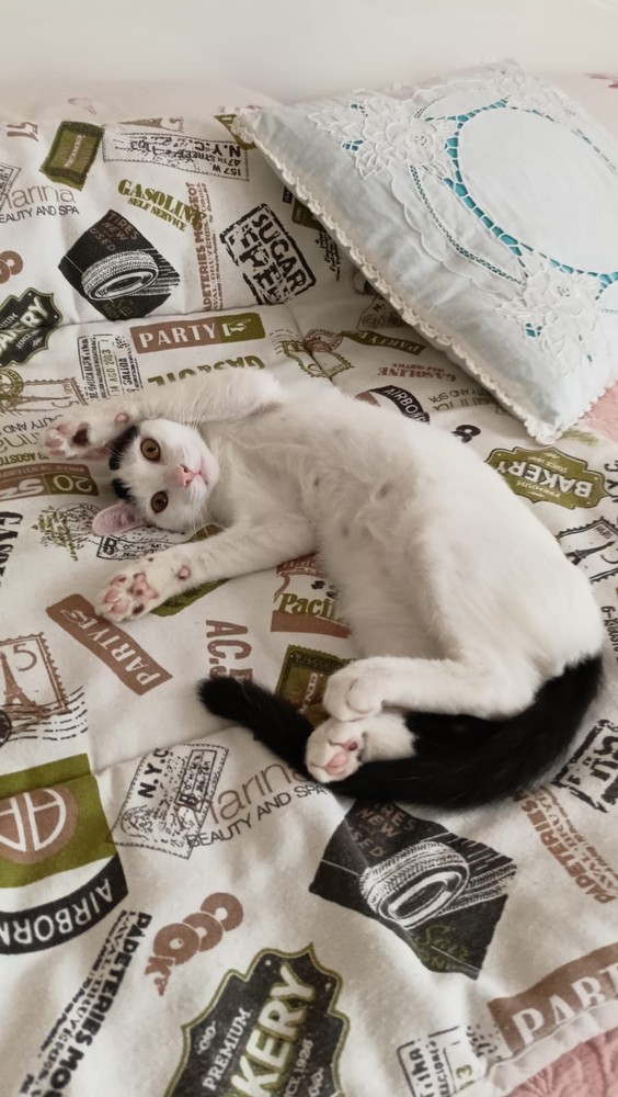 Sanremo, gattino meraviglioso di 4 mesi cerca una nuova casa (foto) Sanremo, gattino meraviglioso di 4 mesi cerca una nuova casa (foto)