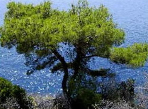 Il mese di luglio 2011 non sarà ricordato per le alte temperature, la conferma del Centro Meteo di ARPAL