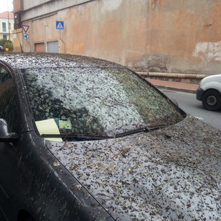Imperia: auto completamente sommersa da escrementi di uccelli vicino alla casa circondariale