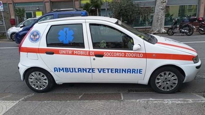 Ventimiglia, cane investito da un'auto: salvato da Ambulanze Veterinarie Odv