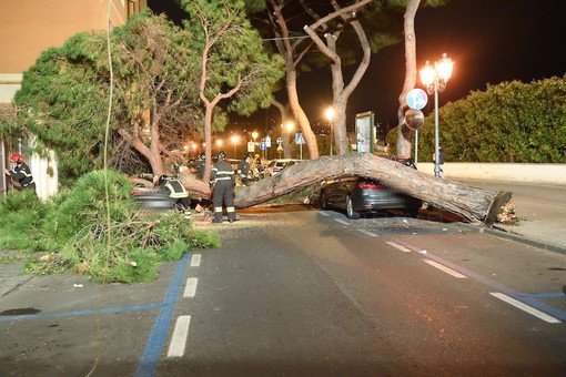 Sanremo: cade albero in via Nino Bixio e distrugge alcune auto posteggiate (foto) Sanremo: cade albero in via Nino Bixio e distrugge alcune auto posteggiate (foto)