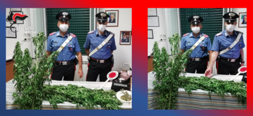 Coltivava marijuana in un terreno di sua proprietà in località Autenchi, donna 62enne arrestata dai carabinieri di Badalucco Coltivava marijuana in un terreno di sua proprietà in località Autenchi, donna 62enne arrestata dai carabinieri di Badalucco