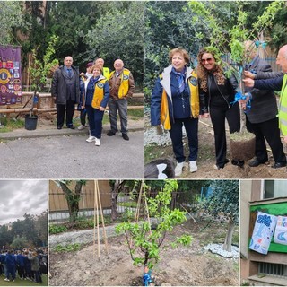 "Uniti nelle differenze", due scuole primarie e i Lions di Ventimiglia piantano l'albero delle diversità (Foto e video)