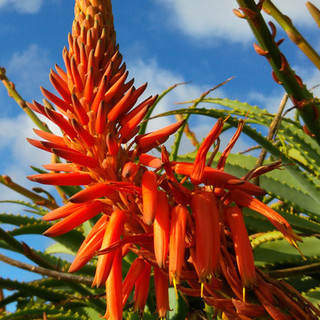 Aloe Arborescens: i segreti di un succo che migliora la qualità della vita Aloe Arborescens: i segreti di un succo che migliora la qualità della vita