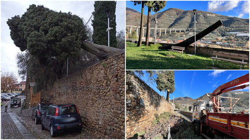 Maltempo a Taggia: albero cade nei giardini di Madonna del Canneto