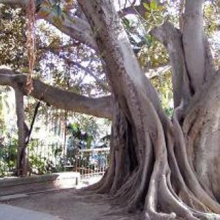 Domani, lunedì 31 ottobre, escursione alla scoperta delle fioriture e degli Alberi Monumentali dei parchi di Sanremo