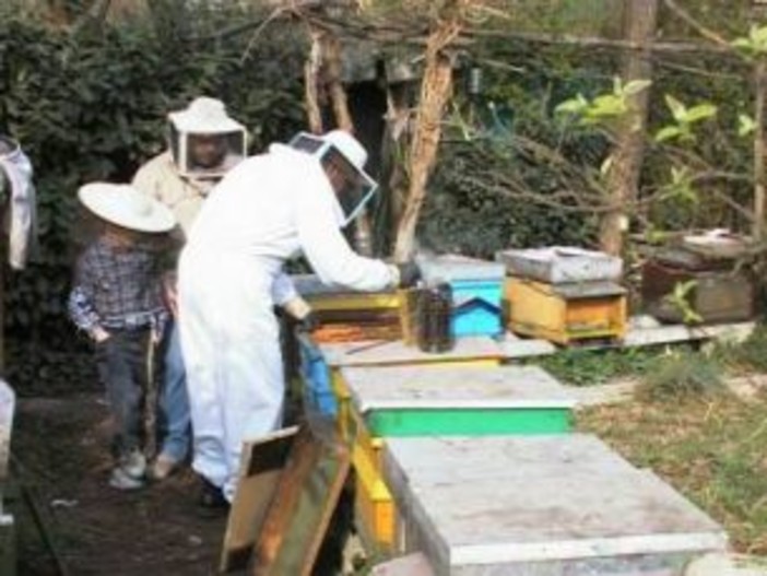 Trattamenti sanitari obbligatori per le api, Marco Ferriero da Stellanello chiede un incontro