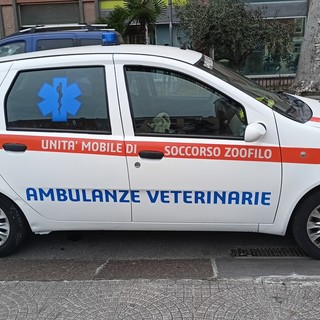 "Aiutateci a trovare una sede nel Ponente", l'appello di Ambulanze Veterinarie Odv