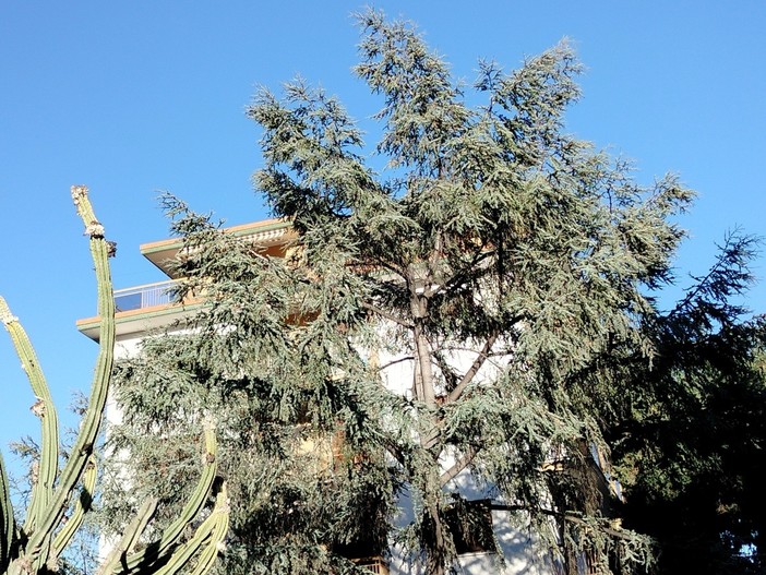 Abbattuto un pino ultracinquantenne a Sanremo: scoppia la protesta degli ambientalisti Abbattuto un pino ultracinquantenne a Sanremo: scoppia la protesta degli ambientalisti